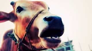 Waka cow song