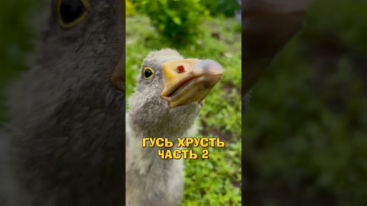 А как бы поступили вы? 