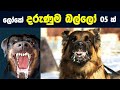       05    top 05 dangerous dogs in the world  sinhala