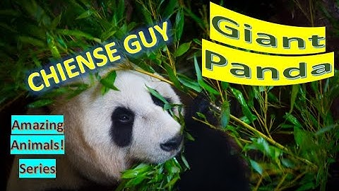 Giant Panda facts 🐼 panda bear 🐼 panda 🐼 native to south central China 🇨🇳