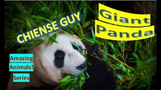 Giant Panda Facts Panda Bear Panda Native To South Central China