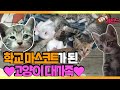 [TV 동물농장 레전드] ‘고등학교에 사는 고양이 대가족’ Ep.1 풀버전 다시보기 I TV동물농장 (Animal Farm) | SBS Story