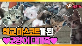 [TV 동물농장 레전드] ‘고등학교에 사는 고양이 대가족’ Ep.1 풀버전 다시보기 I TV동물농장 (Animal Farm) | SBS Story