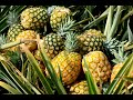 My Top 15 Pineapple Based Fragrances (2020)