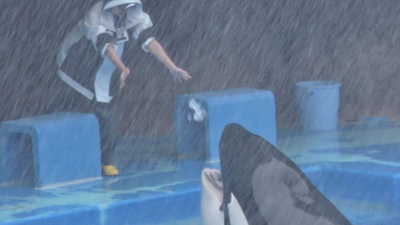 突然の大雨に退避するトレーナーさんを追いかけるアースくんです　【名古屋港水族館】Killer whale Earth-kun Port of Nagoya Public Aquarium
