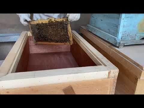 النحلة الأصيلة نظام ابو سلمان كيفية تحويل خلية لانجستروث إلى نظام ابو سلمان