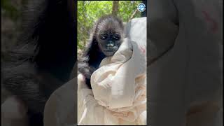 Beautiful Howler Monkey Found All Alone #monkeys #aww #wildlife #animals