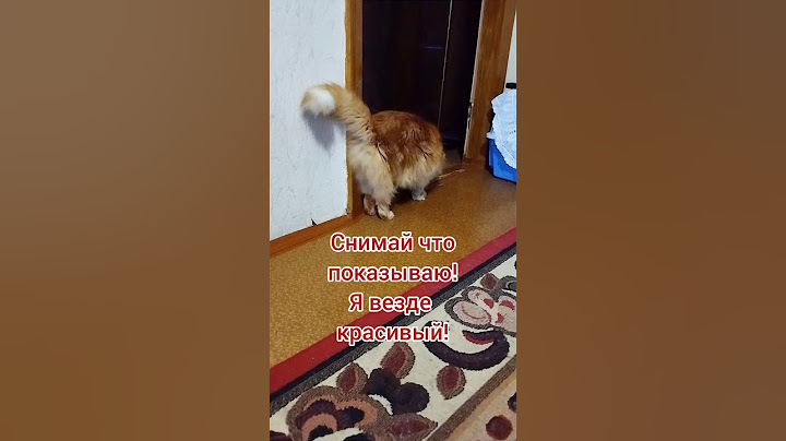 #cutecat#юмор#пират#прикол#котики#топ#catlover#funny#shorts