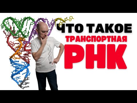 Что такое транспортная РНК? Душкин объяснит