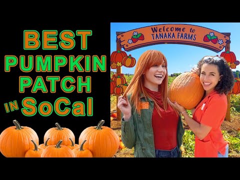 Pumpkin Picking at