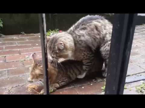 فيديو: كيف يحدث القطط