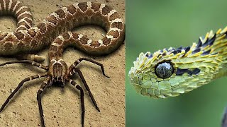 Таких змей вы еще не видели! Змея паук, летающая змея и другие необычные змеи.