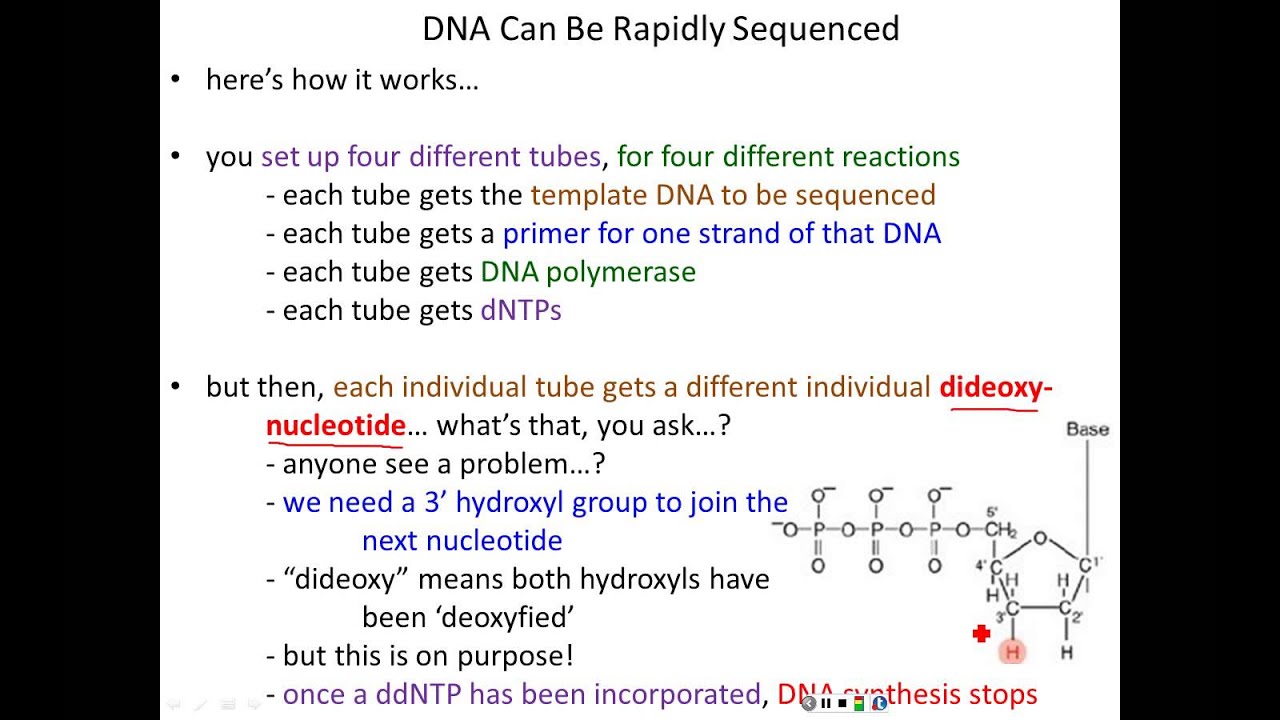 Lecture 9 - Analyzing Genes and Genomes