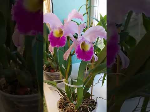 Орхидея Cattleya Gaskelliana/Каттлея