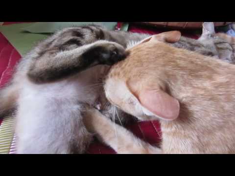 An adult cat drink milk from his mom