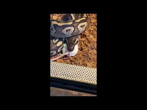 Tuto : Nourrissage d'un python regius ! #repiles #snakes #snakesbite #python #pythonroyale
