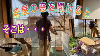 【窓を開けると1秒で鳥小屋】②完結編インコを遊ばせて見ました。