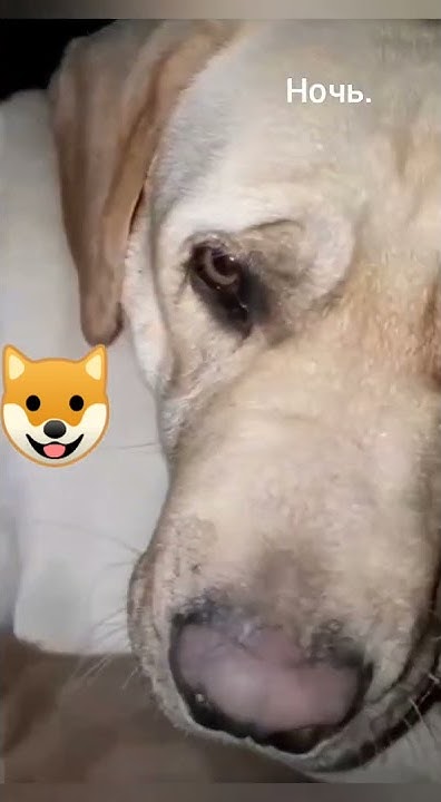 Котопёс дружба🐶 🐱Kotopes friendship🐶 🐱कोटोप्स फ्रेंडशिप - YouTube