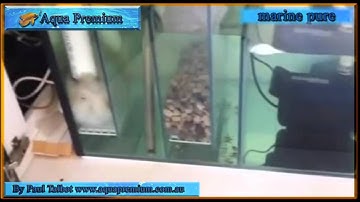 Tips to fix mics cloudy cichild tank by Paul Talbot