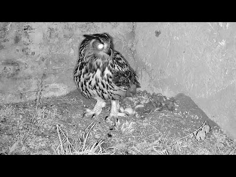 Eifel Owl in Goose Nest February 2–3 2026 live cam preview