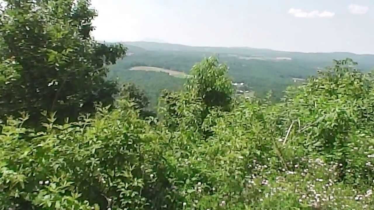 The Turkey Vulture And The Virginia Countryside 6-21-13