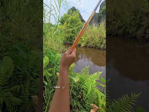 Câu cá thiên nhiên - T4 : chiếc mương nhỏ với những con trắm cỏ khổng lồ #caođàitổng #fishing #cauca