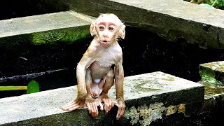 Really Cool, Poor Baby Monkey Leo Calls His Mother Monkey Libby After Swimming, Hes So Cool