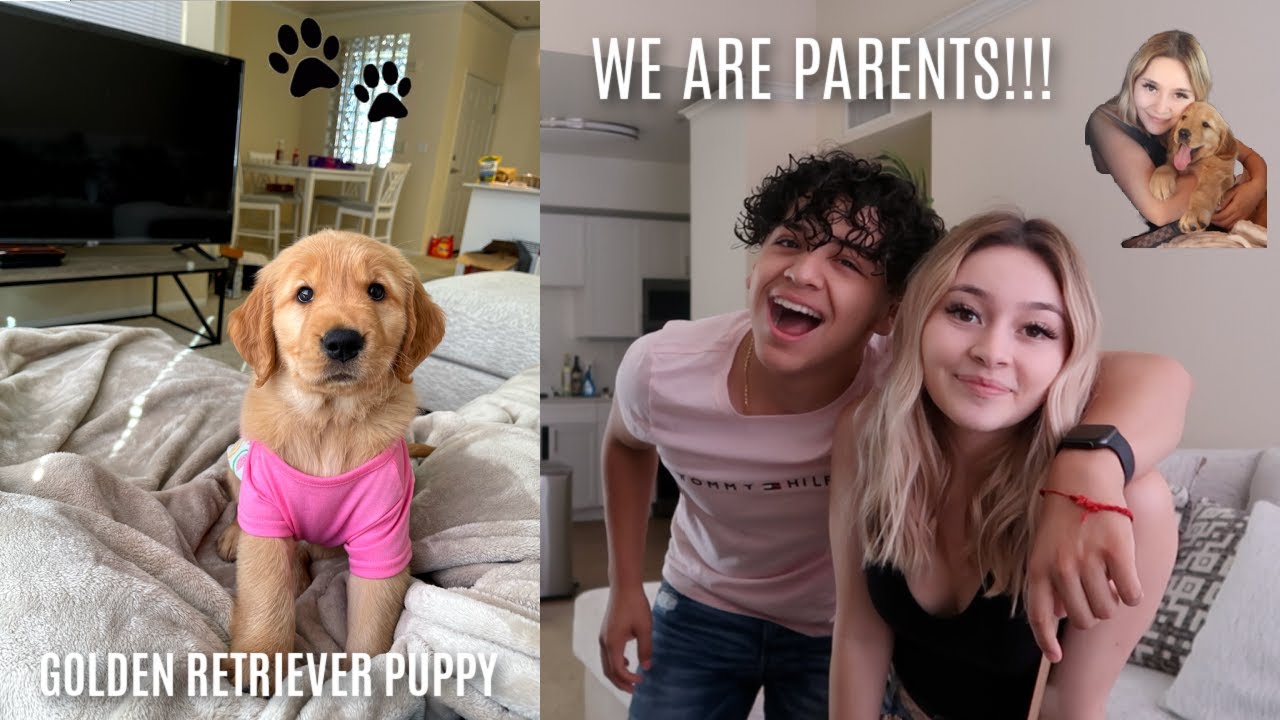 GETTING OUR GOLDEN RETRIEVER PUPPY