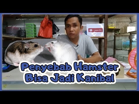 Video: Bisakah Hamster Memakan Hamster Lain?