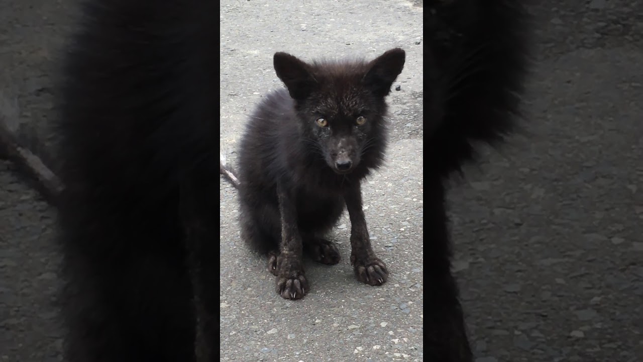 キツネ 北海道 黒い 黒キツネ - YouTube