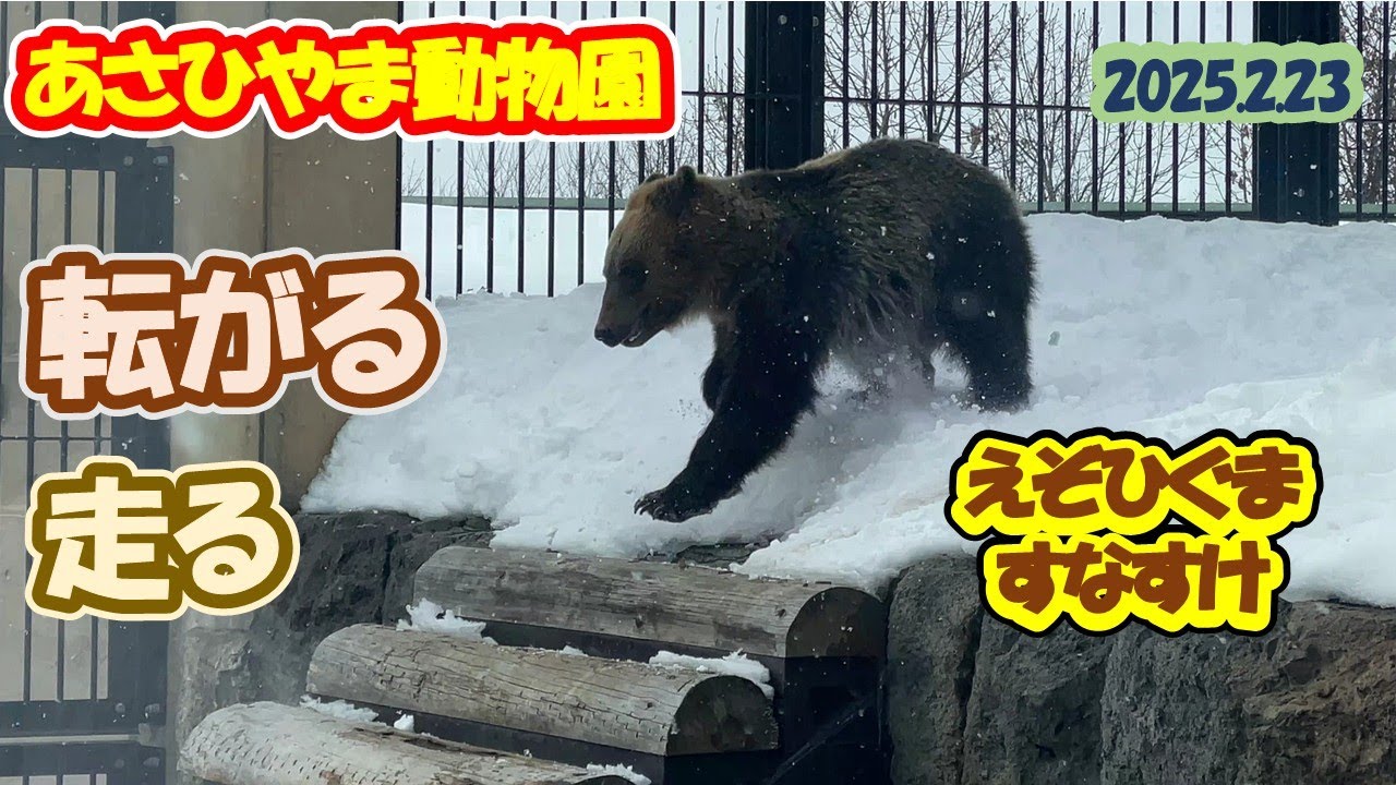 あさひやま動物園　えぞひぐまのすなすけ 2025.2.23
