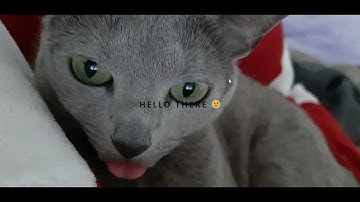 How to enable and customize an integrated website loading splash screen with Webyx for Gutenberg Pro