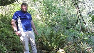 Plant Speed Dating - Sword Fern (Polystichum munitum)