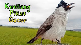 KUTILANG GACOR TARUNG PIKAT MENCARI LAWAN GARUDA