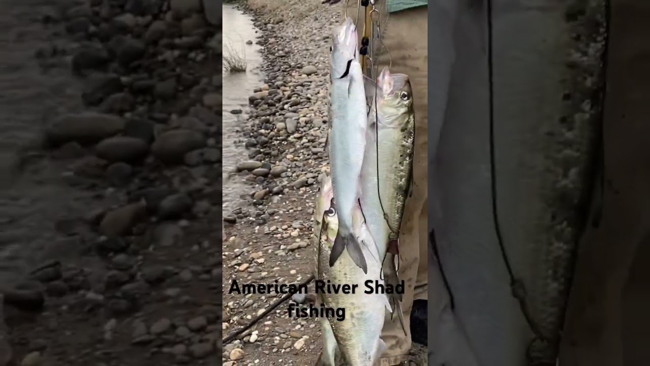 American River Shad fishing 