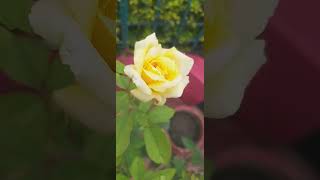 Fool Tumhen Bheja Hai lata Mangeshkar  Mukesh Hit Love Song In 60s