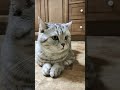 Пешеход запомни стэтхэмозвучка Cat веселыекоты юмор прикольныекоты кот видосыоткота смех Пешеход запомни стэтхэмозвучка Cat веселыекоты юмор прикольныекоты кот видосыоткота смех