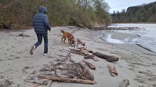 Our Rhodesian Ridgeback and the other puppy playing at the beach of river Salzach, Austria, 6 paws