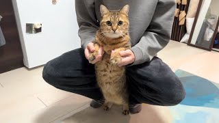 家具を破壊した猫を強めに逮捕した時の映像