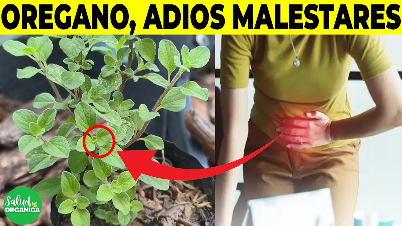 Orégano Para Que Sirve Como Planta Medicinal y Como Se Prepara YouTube