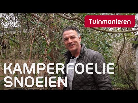 Video: Gouden Kamperfoelie