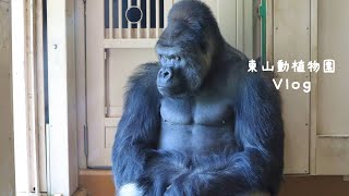 Vlog | 東山動物園 イケメンゴリラシャバーニ君