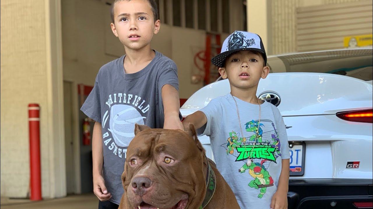 Amazing dogs protect the families children YouTube