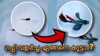 How to increase growth of guppy fish Malayalam | guppy care tips Malayalam | guppy fast growing tips