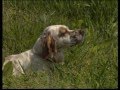 The Setter - Pet Dog Documentary English