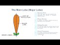Radiation Patterns Lobes