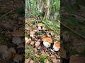 A beautiful brown porcini mushrooms #wildmushrooms #nature #boletus #youtubeshorts #shorts #fungi