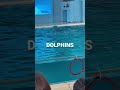 DOLPHINS #shorts #youtubeshorts #yokohama #viral #dolphins