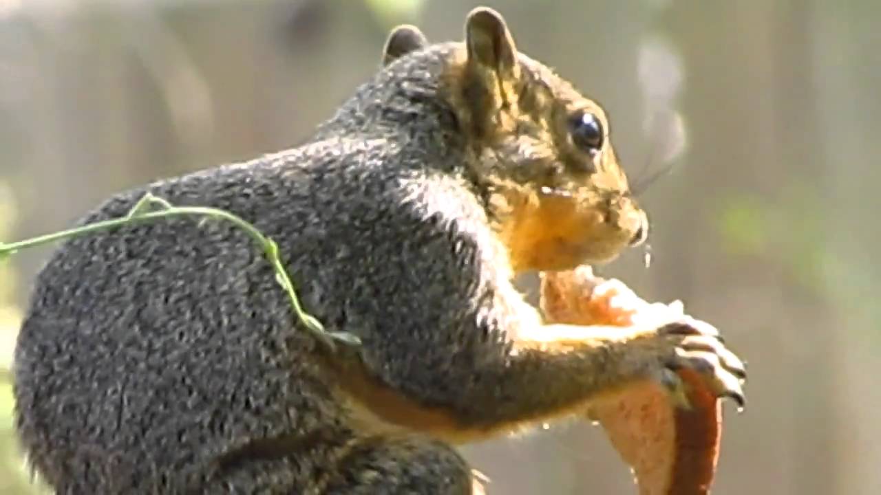 Squirrel eating a slice of bread YouTube