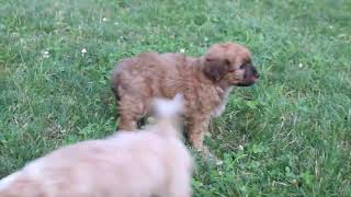 Cavapoo Puppies For Sale